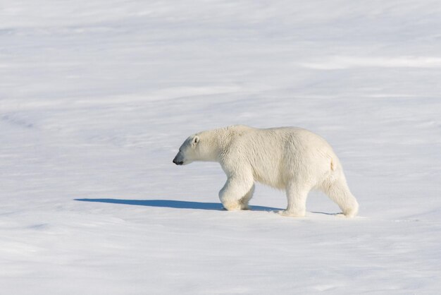 Eisbär auf dem Pack-Eis