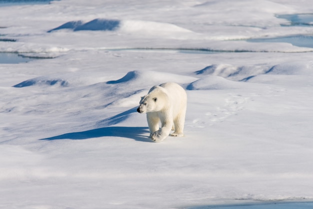 Eisbär auf dem Packeis