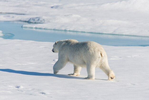 Eisbär auf dem Packeis