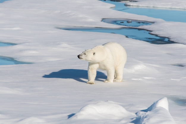 Eisbär auf dem Packeis