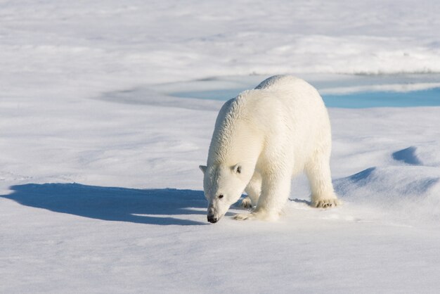 Eisbär auf dem Packeis