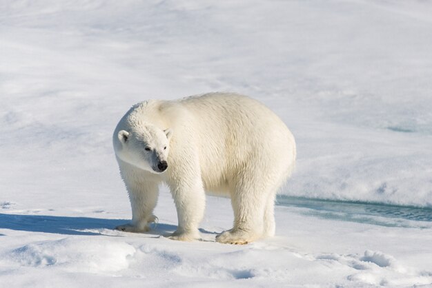 Foto eisbär auf dem packeis