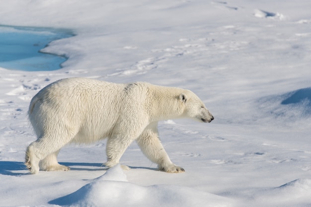 Eisbär auf dem Packeis