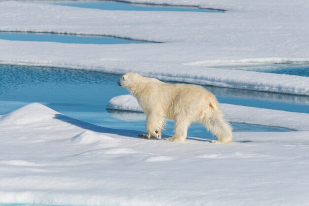 Eisbär auf dem Packeis