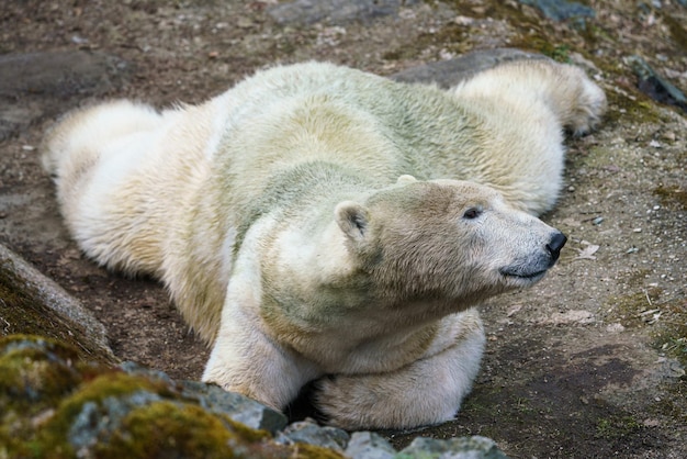 Eisbär auf einem Felsen