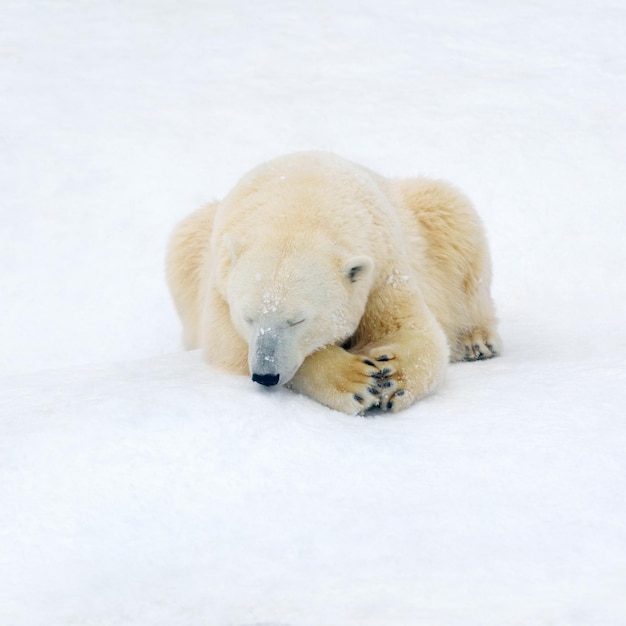 Eisbär auf weißem Schnee