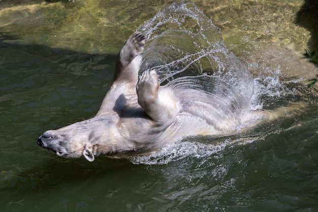 Eisbär badet und spielt im Wasserbecken Ursus maritimus