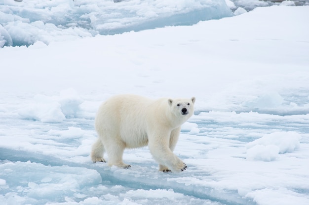 Eisbär, der auf dem Eis in der Arktis geht.