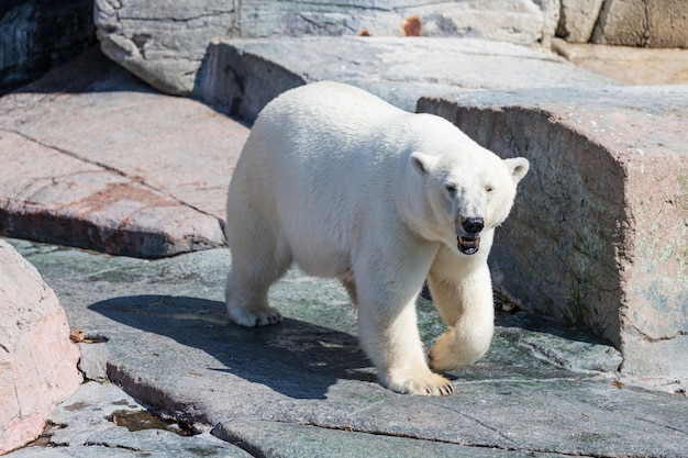 Eisbär, der in einem Park geht