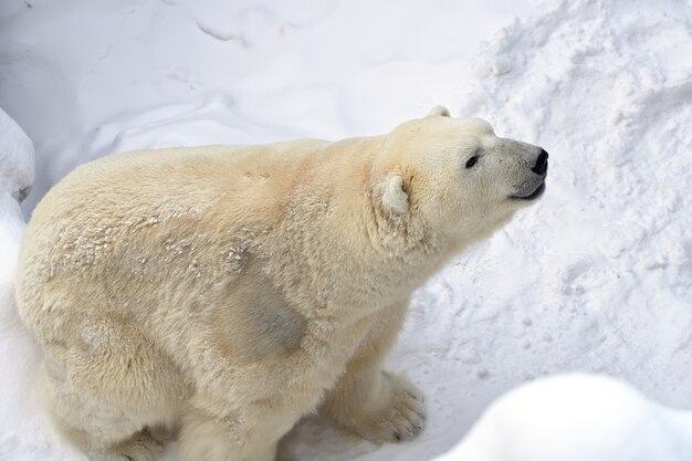 Eisbär im Schnee große wilde Tiernahaufnahme mit dickem weißem Fell