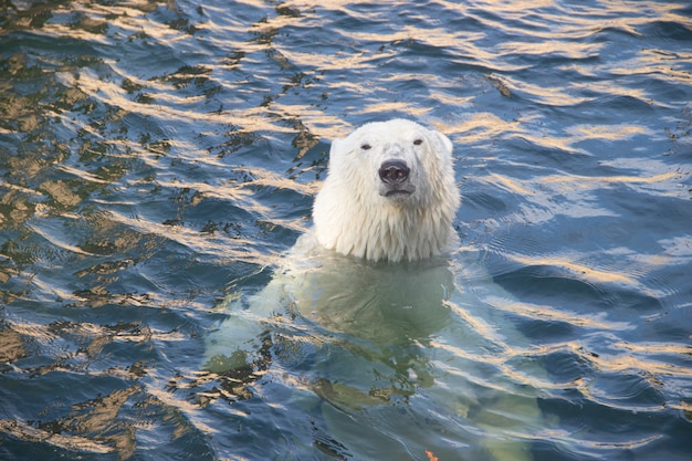 Eisbär im zoo ins wasser