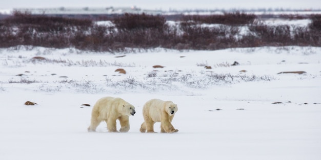 Eisbär in der Tundra. Schnee. Kanada.