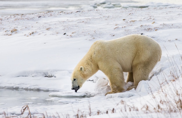 Eisbär in der Tundra. Schnee. Kanada.