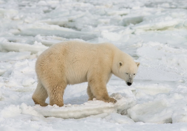 Eisbär in der Tundra. Schnee. Kanada.