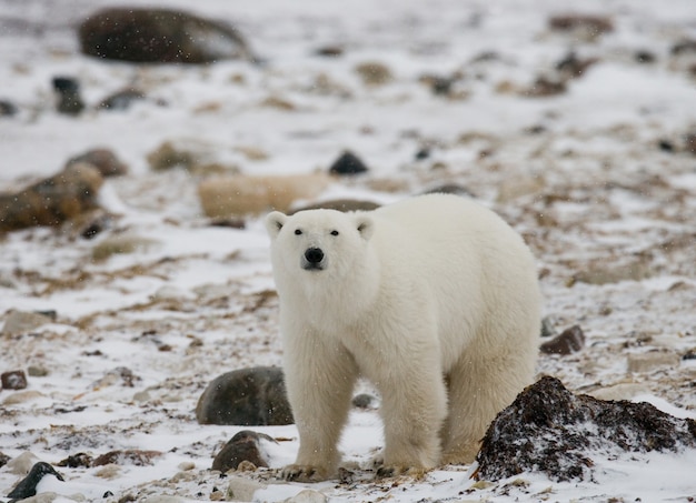 Eisbär in der Tundra. Schnee. Kanada.