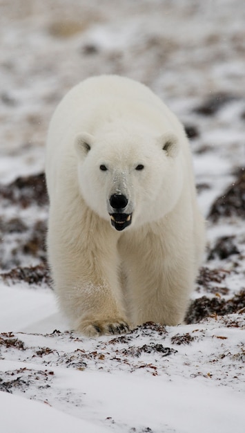 Eisbär in der Tundra. Schnee. Kanada.