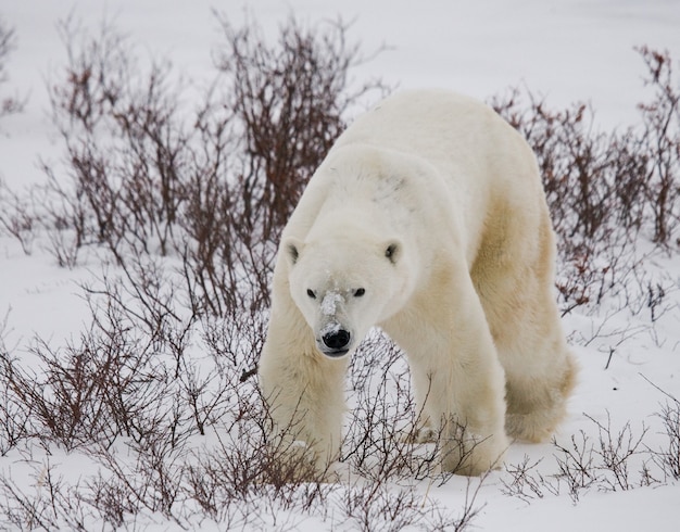 Eisbär in der Tundra. Schnee. Kanada.