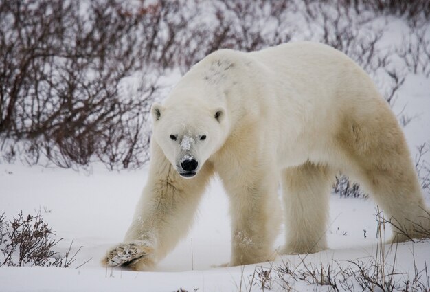 Eisbär in der Tundra. Schnee. Kanada.