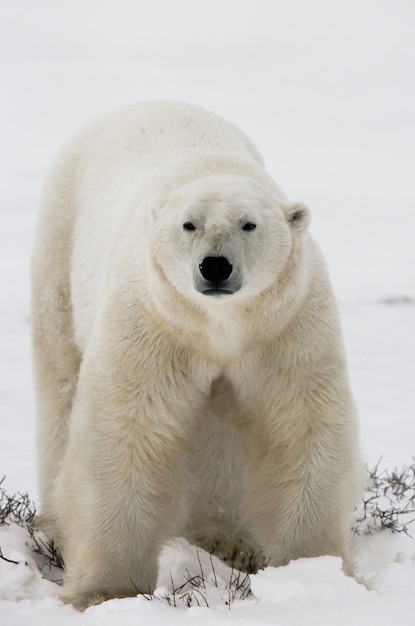 Eisbär in der Tundra. Schnee. Kanada.