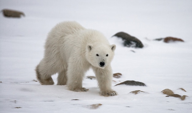 Eisbär in der Tundra. Schnee. Kanada.