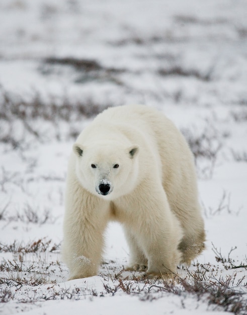 Eisbär in der Tundra. Schnee. Kanada.