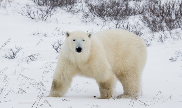 Eisbär in der Tundra. Schnee. Kanada.