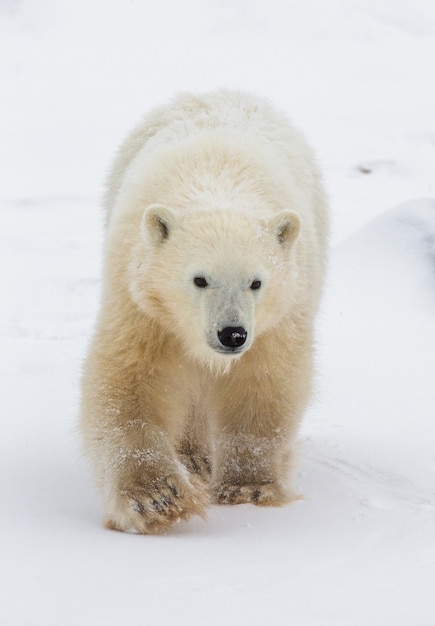 Eisbär in der Tundra. Schnee. Kanada.