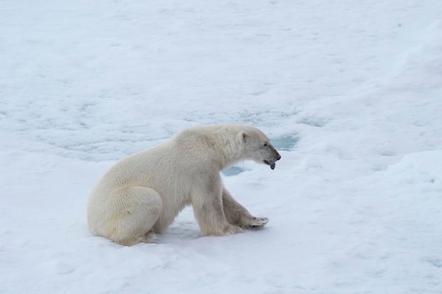 Eisbär läuft auf dem Eis