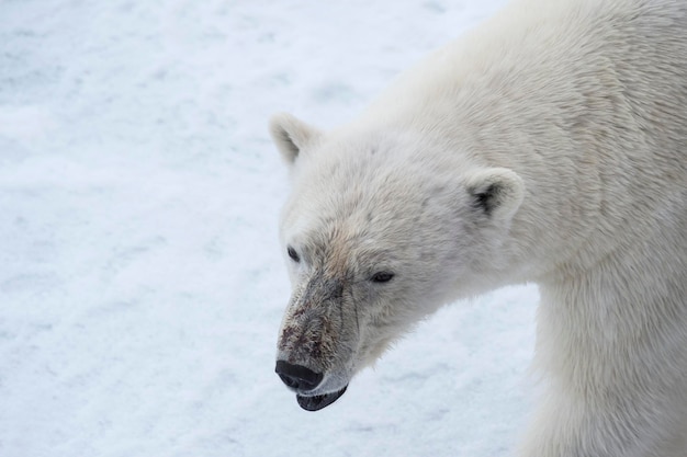 Eisbär läuft auf dem Eis