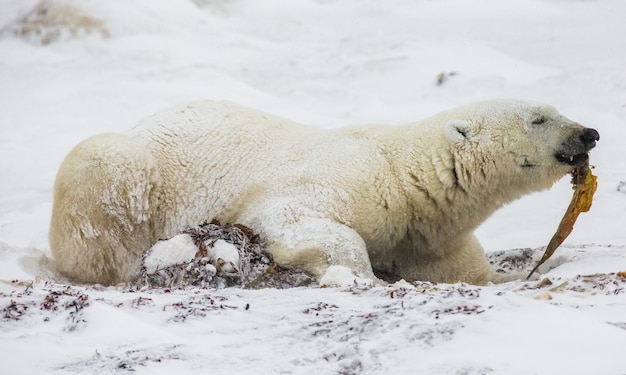 Eisbär liegt im Schnee in der Tundra. Kanada. Churchill National Park.