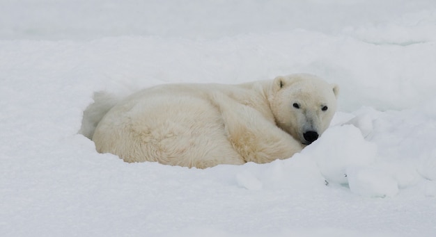 Eisbär liegt im Schnee in der Tundra. Kanada. Churchill National Park.