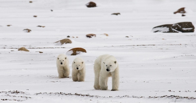 Foto eisbär mit einem jungen in der tundra. kanada.