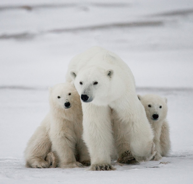 Eisbär mit einem Jungen in der Tundra. Kanada.