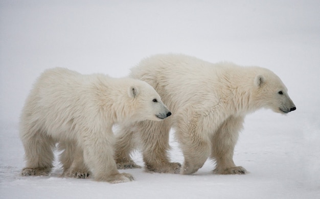 Eisbär mit einem Jungen in der Tundra. Kanada.