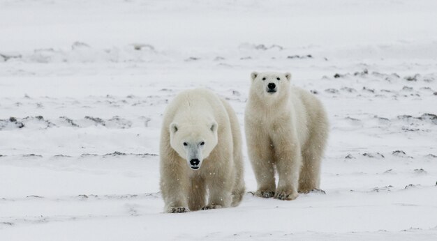 Eisbär mit einem Jungen in der Tundra. Kanada.