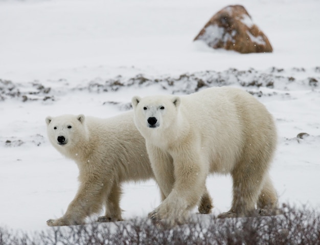 Eisbär mit einem Jungen in der Tundra. Kanada.