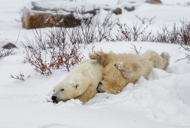 Eisbär mit einem Jungen in der Tundra. Kanada.