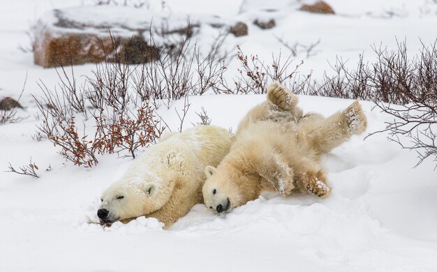 Eisbär mit einem Jungen in der Tundra. Kanada.