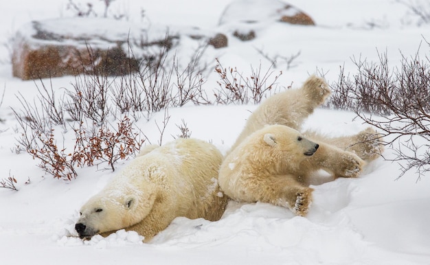 Eisbär mit einem Jungen in der Tundra. Kanada.