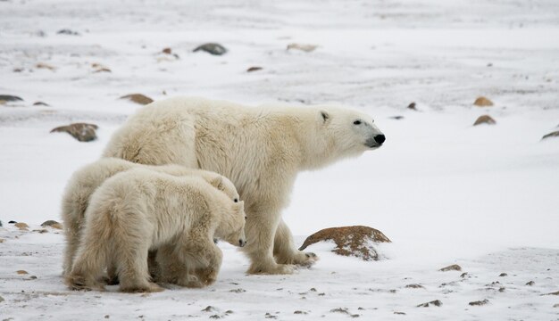 Eisbär mit einem Jungen in der Tundra. Kanada.