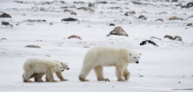 Eisbär mit einem Jungen in der Tundra. Kanada.