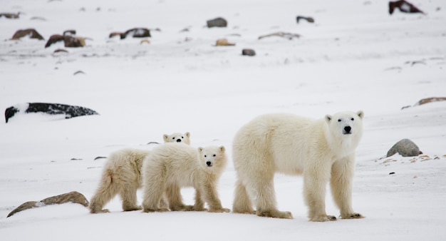 Eisbär mit einem Jungen in der Tundra. Kanada.