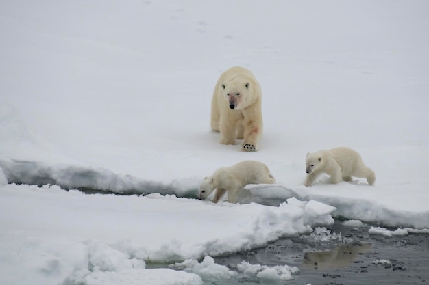 Eisbär mit Jungen, die in einer Arktis spazieren gehen