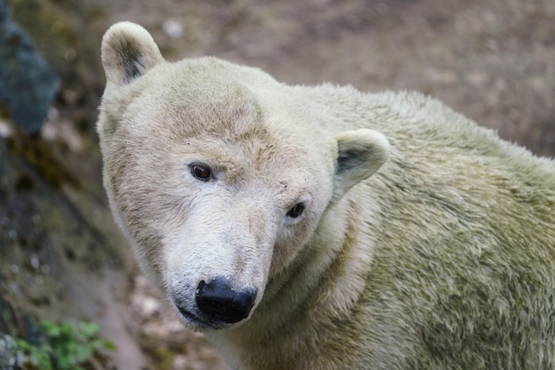 Eisbär mit schmutzigem Fell auf einem Felsen