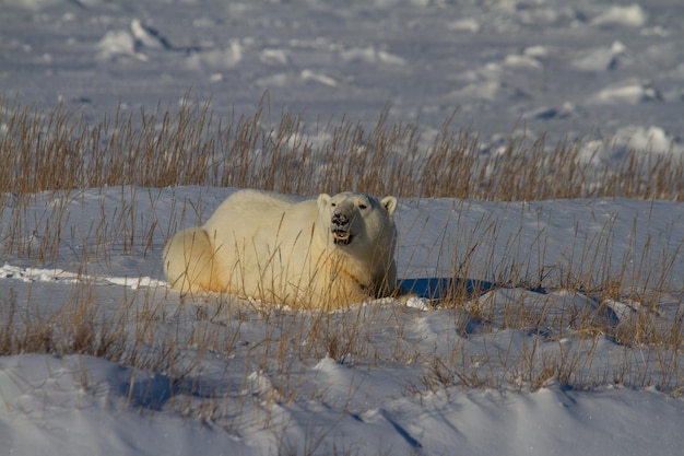 Eisbär oder Ursus Maritimus liegend auf Schnee zwischen arktischem Gras, in der Nähe von Churchill, Manitoba