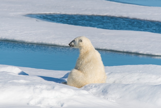 Eisbär sitzt