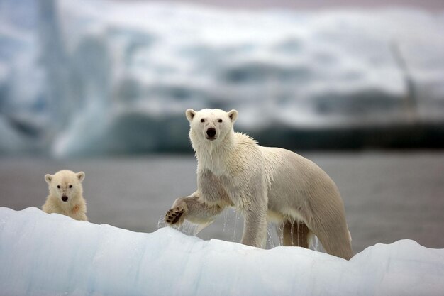 Eisbär und ihr Junges auf dem Fluss im Winter