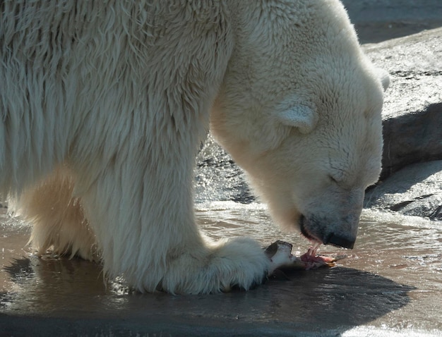 Eisbär Ursus Maritimus an einem sonnigen Tag