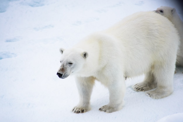 Eisbär (Ursus maritimus) auf dem Packeis nördlich der Insel Spitzbergen, Spitzbergen, Norwegen