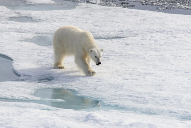 Eisbär Ursus Maritimus auf dem Packeis nördlich von Spitzbergen Insel Svalbard Norwegen